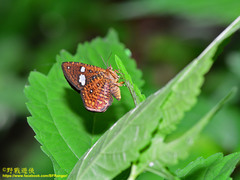 Herimba atkinsoni disconjuncta