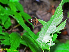 Herimba atkinsoni disconjuncta