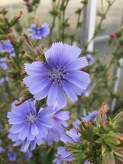 Cichorium intybus