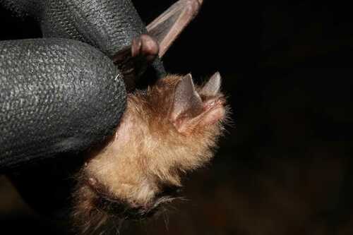 Patricia's Disk-winged Bat (Thyroptera wynneae) — Data Deficient Mammalia