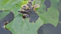 Limnogonoides