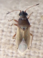 Cymus melanocephalus