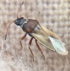 Cymus melanocephalus