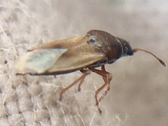 Cymus melanocephalus