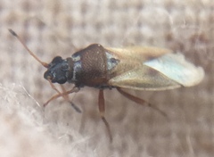 Cymus melanocephalus