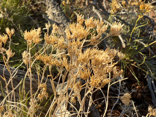 Image of Petradoria pumila by (c) Zach Earl, some rights reserved (CC BY)