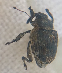 Mogulones geographicus