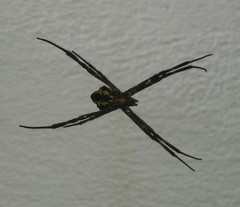 Argiope appensa