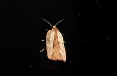 Planotortrix notophaea