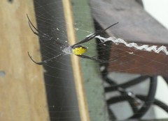 Argiope appensa