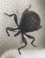 Mogulones geographicus