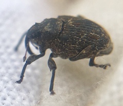 Mogulones geographicus