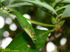 Narosoideus flavidorsalis