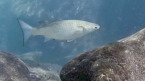 Largescale mullet (Chelon macrolepis) — Mugilidae — 4