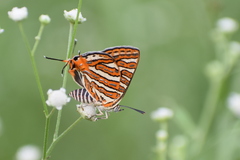 Cigaritis vulcanus vulcanus