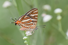 Cigaritis vulcanus vulcanus