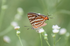 Cigaritis vulcanus vulcanus