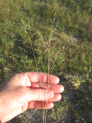 Panicum hallii