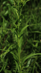 Solidago riddellii