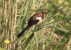 Euplectes albonotatus