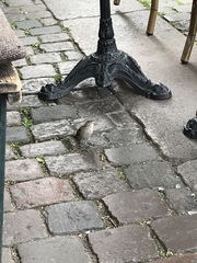 Passer domesticus