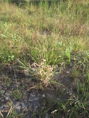 Panicum hallii