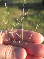 Panicum hallii