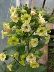 Nicotiana rustica