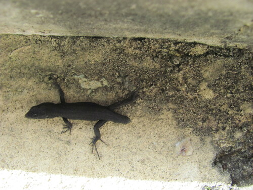 Green Iberian Wall Lizard, Celas, 3030 Coimbra, Portugal, photo 8 of 10