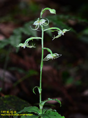 Habenaria petelotii