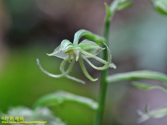 Habenaria petelotii