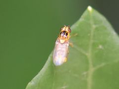 Thaumatomyia notata