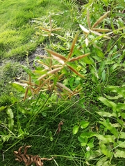 Cyperus polystachyos