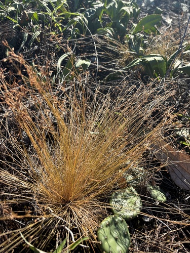 Image of Bulbostylis capillaris by (c) Kristály Cravens-Liszak, some rights reserved (CC BY)