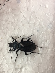 Carabus exaratus