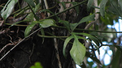 Philodendron pedatum