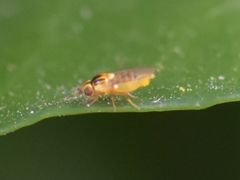 Thaumatomyia notata