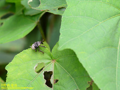 Sternuchopsis trifida