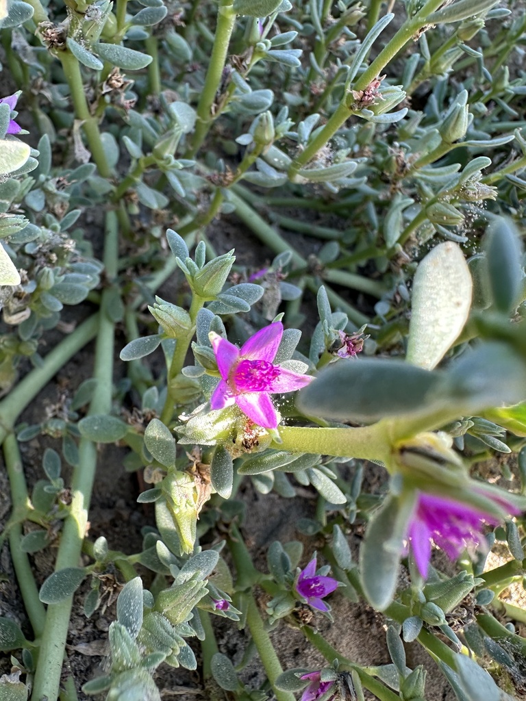 Sesuvium verrucosum Raf. 3