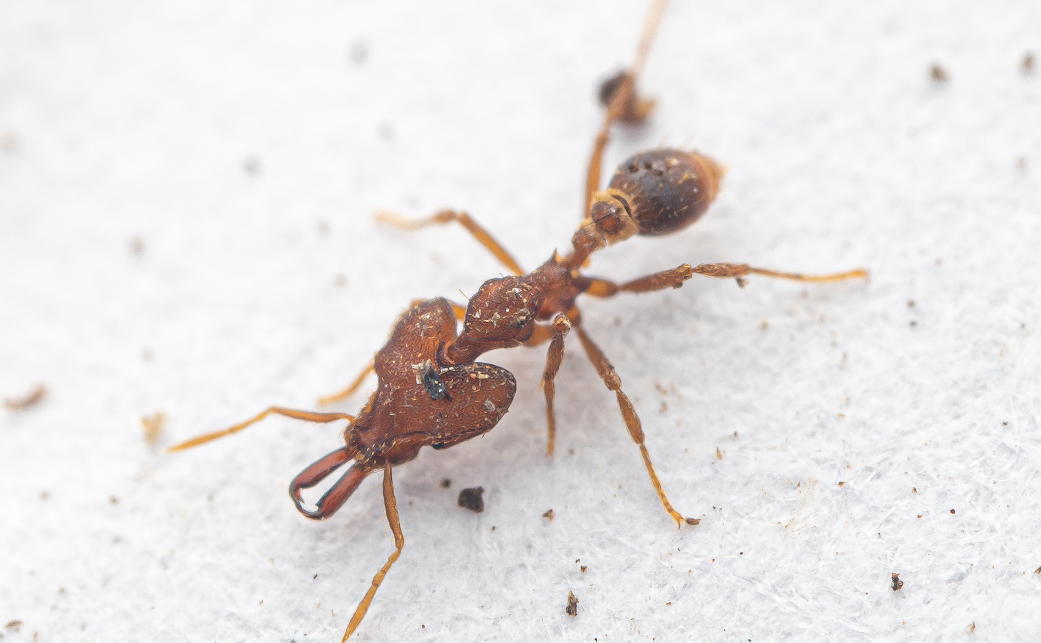 Strumigenys koningsbergeri