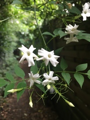 Jasminum officinale