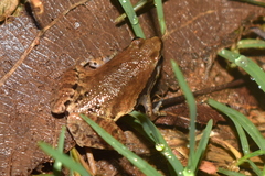 Microhyla mymensinghensis