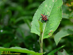 Lycorma