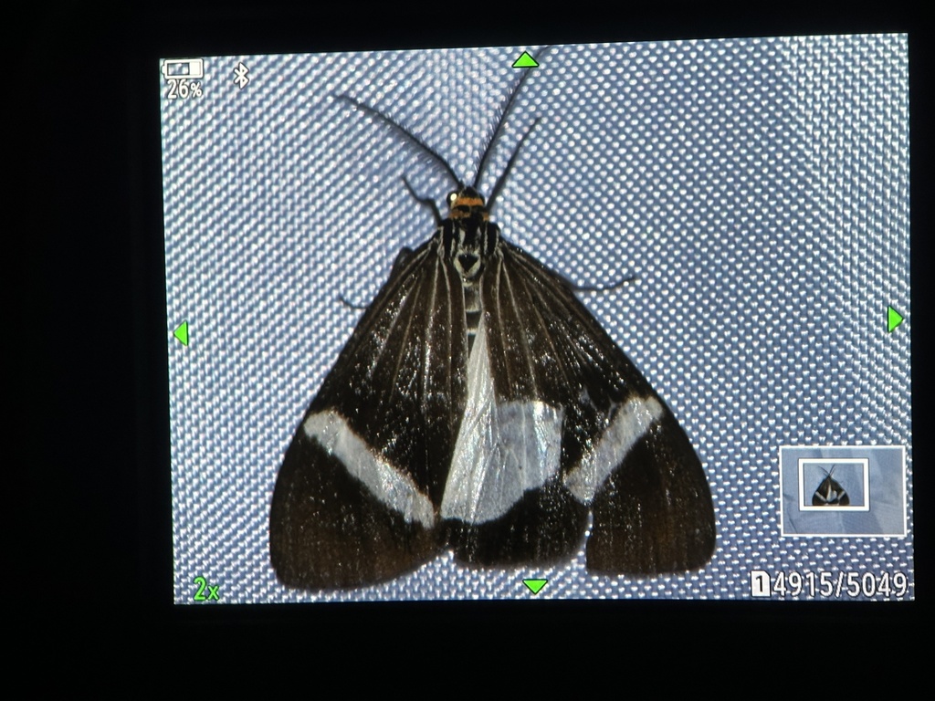 Nyctemera mastrigti