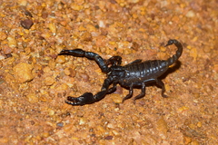 Deccanometrus bengalensis