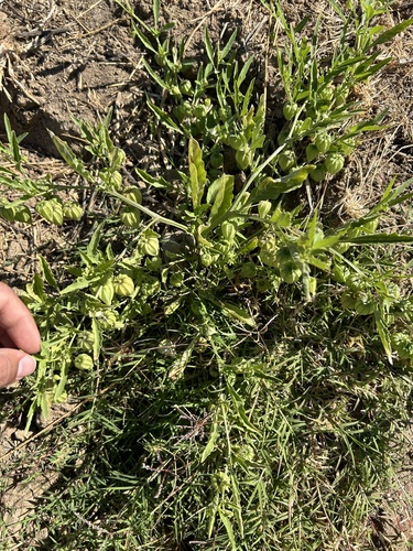iNaturalist observation photo of groundcherries