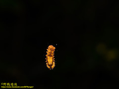 Eterusia aedea formosana