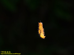 Eterusia aedea formosana