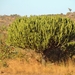 Euphorbia ingens - Photo (c) i_c_riddell,  זכויות יוצרים חלקיות (CC BY), הועלה על ידי i_c_riddell