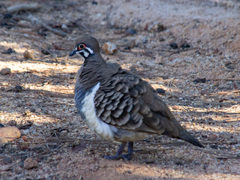 Geophaps scripta